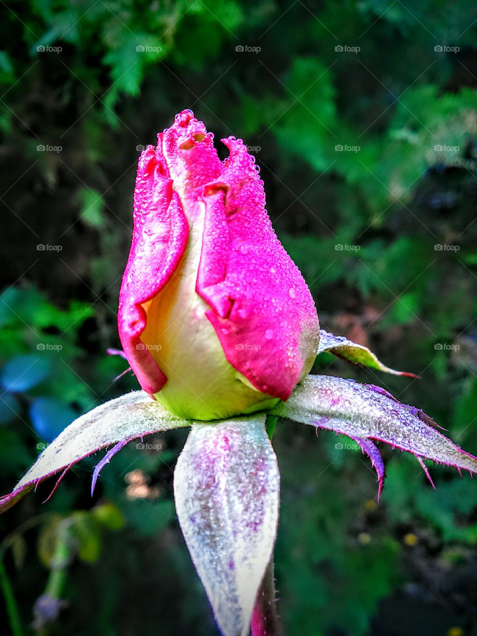 Rose 
another angle 
another look
another view