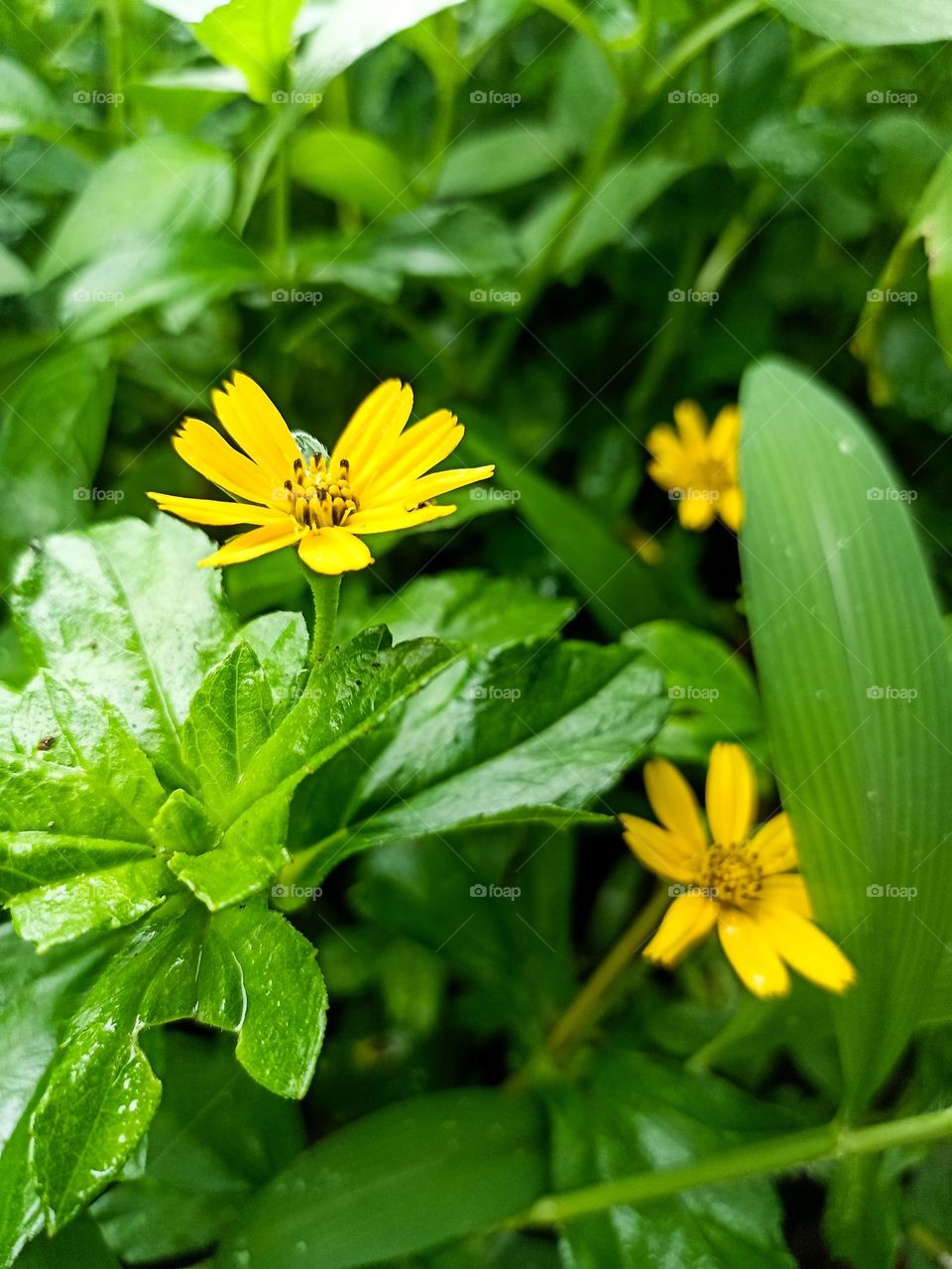 Close-up of bright yellow flowers taking center stage, surrounded by rich green leaves