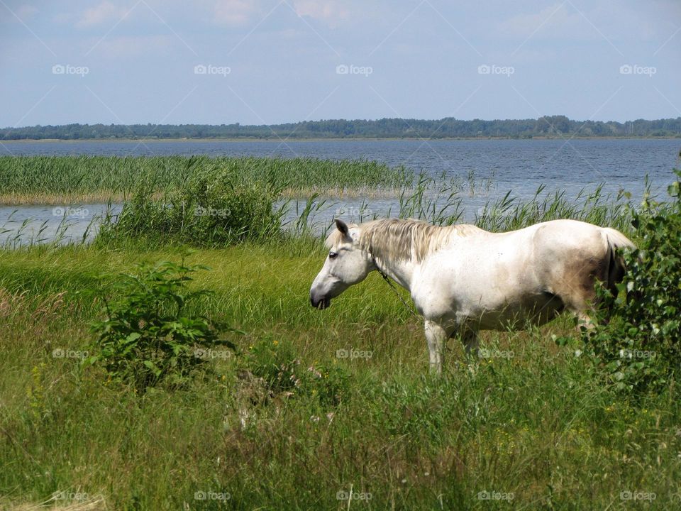 Horse on the lake shore