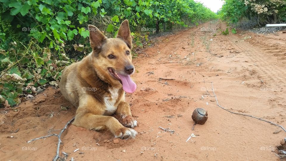 Old Kelpie Dog with Ball.