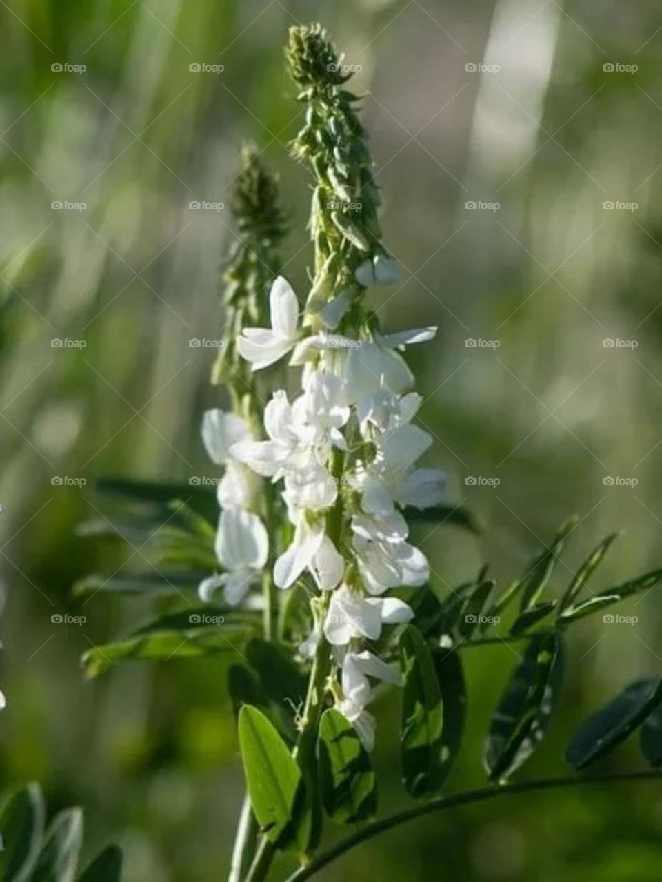 White flower is a symbol of purity and innocence