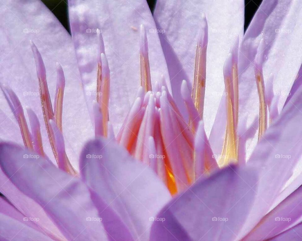 Purple water lily