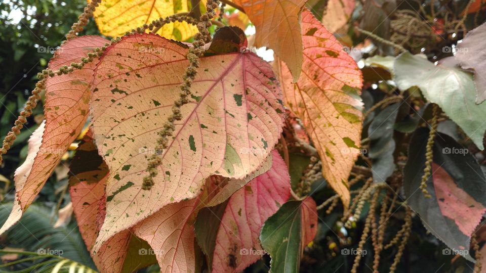 Folhas grandes, coloridas, multicores...