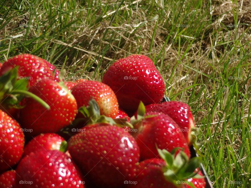 strawberries