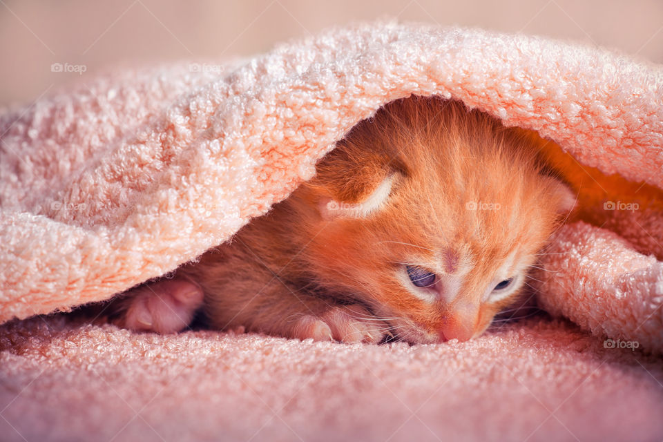 Newborn red tabby kitten in pink plush textiles 