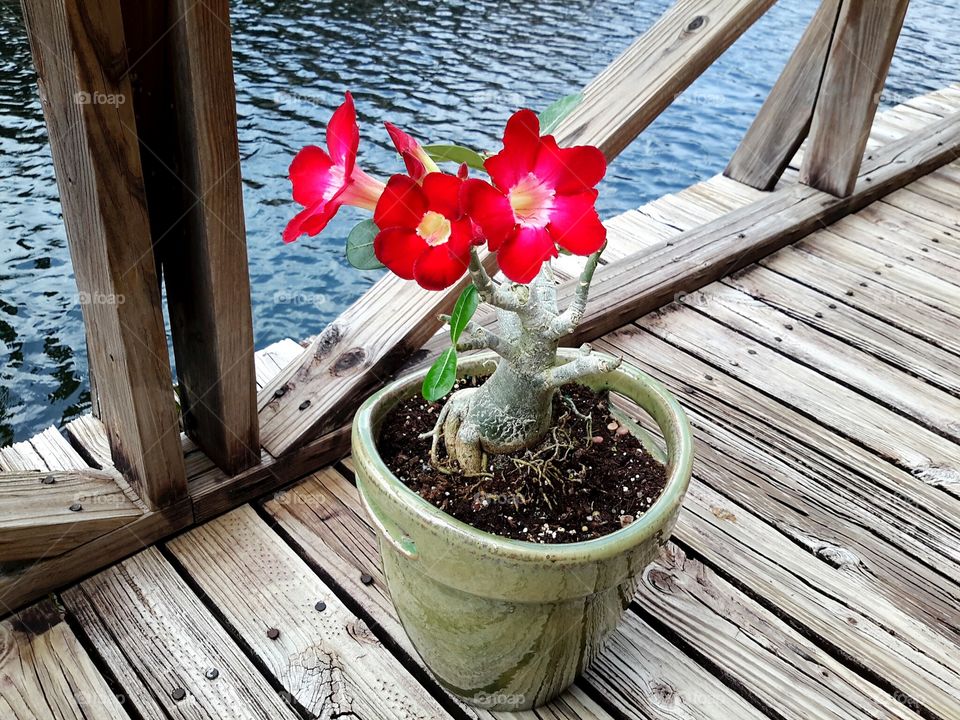 desert rose Adenium obesum. Desert rose in bloom