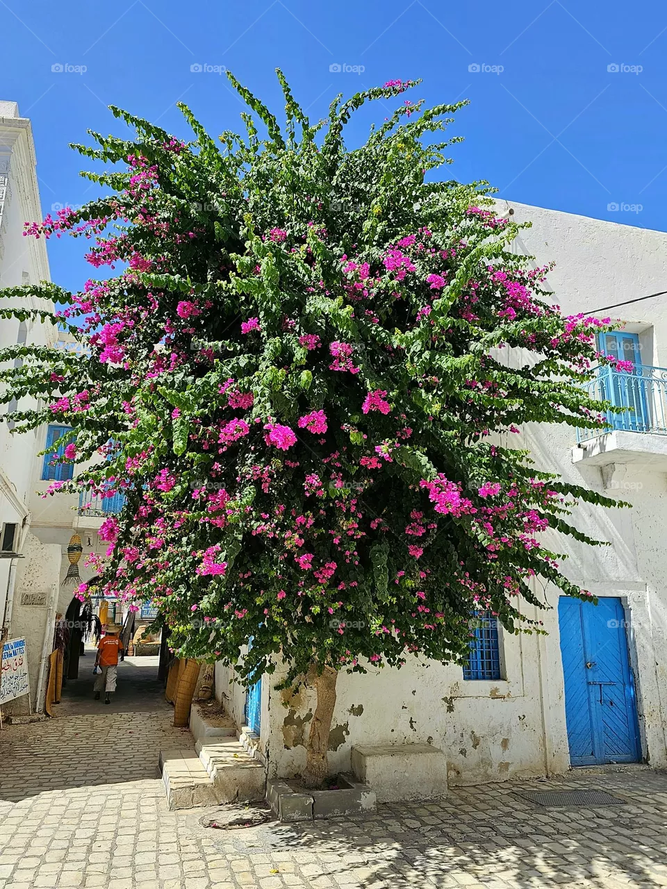 bougainvillées à Djerba