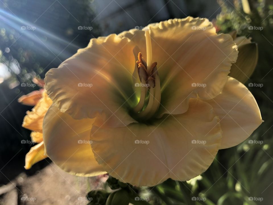 Brookwood Wow Daylily during a cool morning just after sunrise. 