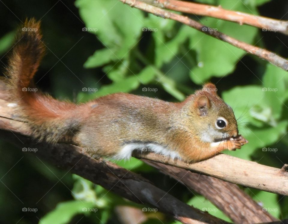 Pine Squirrel on a branch