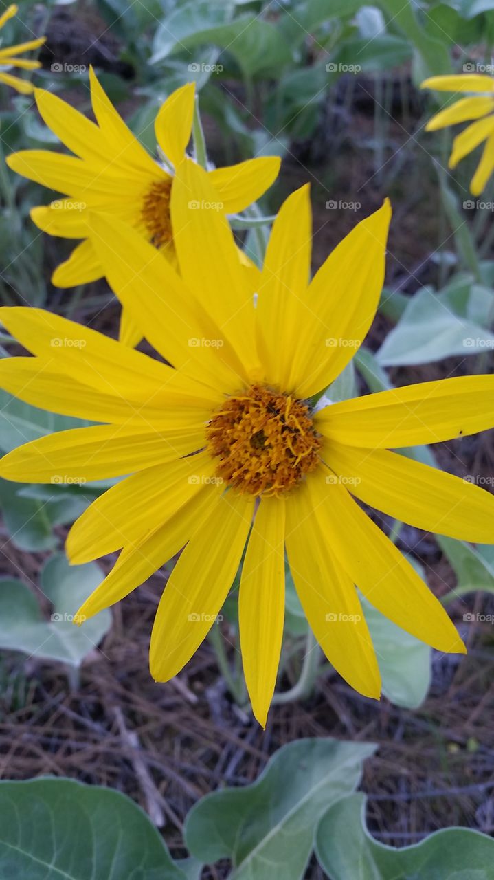 Yellow Sunflower 