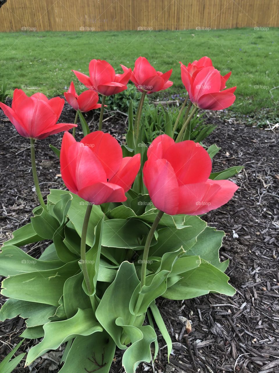 Tulips 