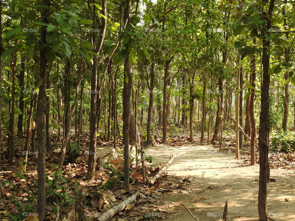 Walkway through trees