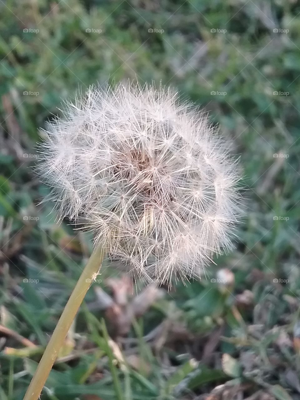 Dandelions in my front yard in the late afternoon.