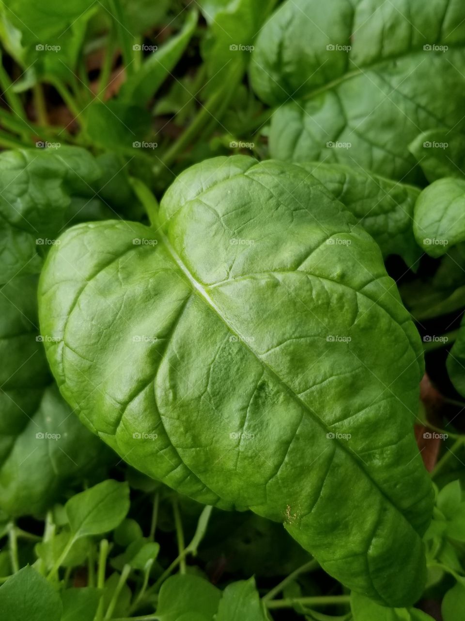 spinach leaf
