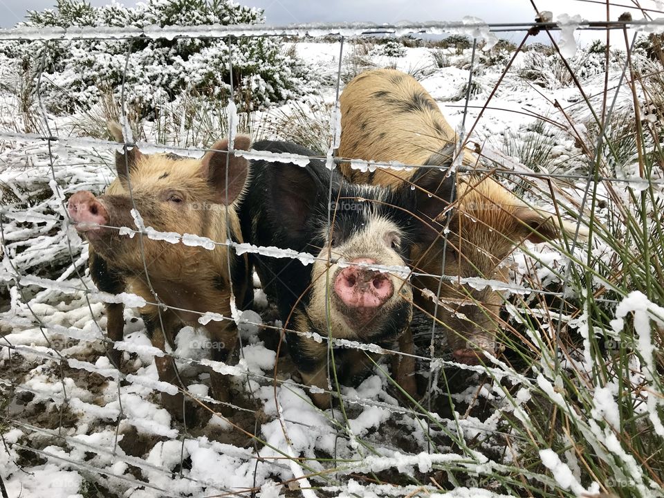 Pigs in winter