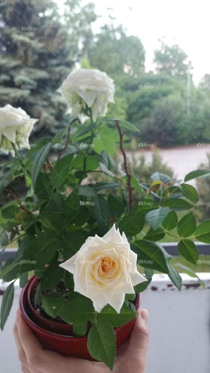 Growing a beautiful rose takes effort.