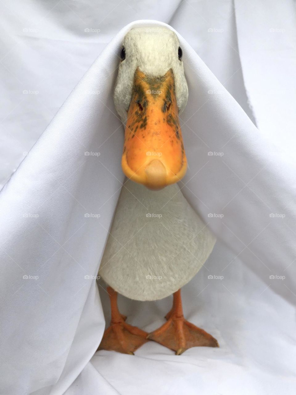 Duck