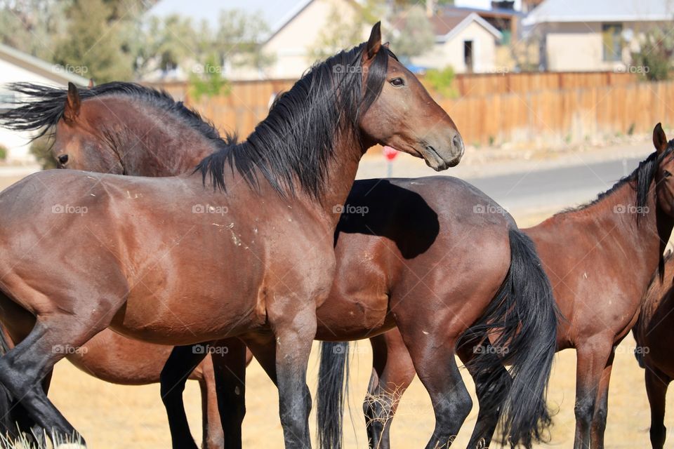 Band of wild American mustang horses, stallions and mares, Nevada High Sierras 