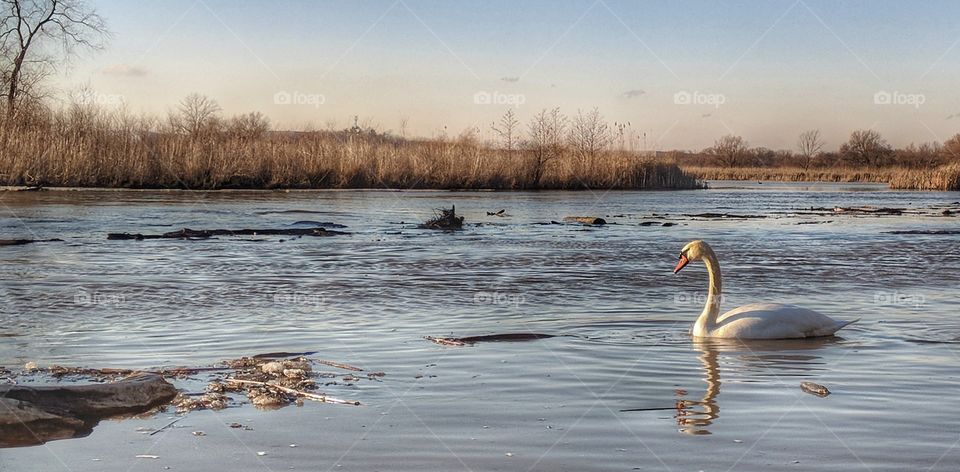 A slightly larger version of another photo I took. I fall in love with these beautiful birds Everytime I come down to the lake front.
