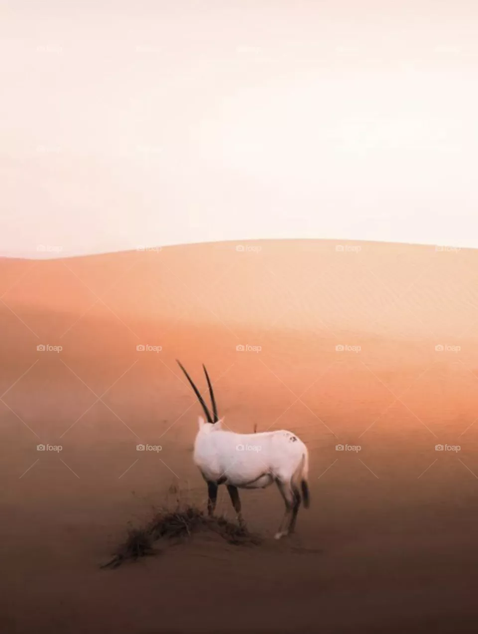 Desert view