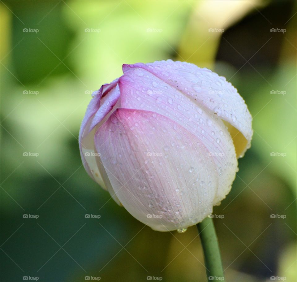 flower, lotus flower with water drops