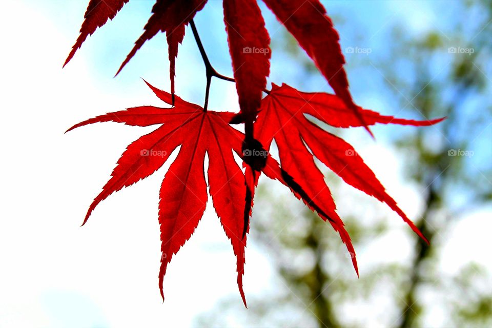 red maple leaves in the morning.