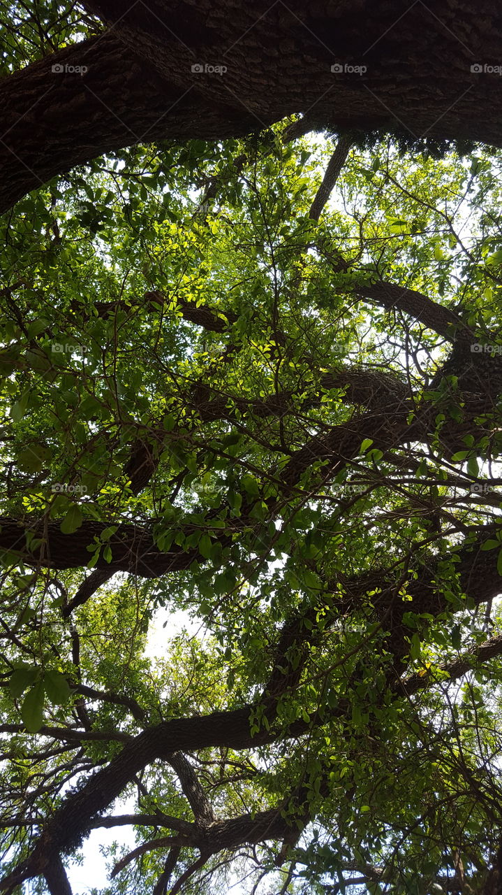 looking up at branches, live oak tree