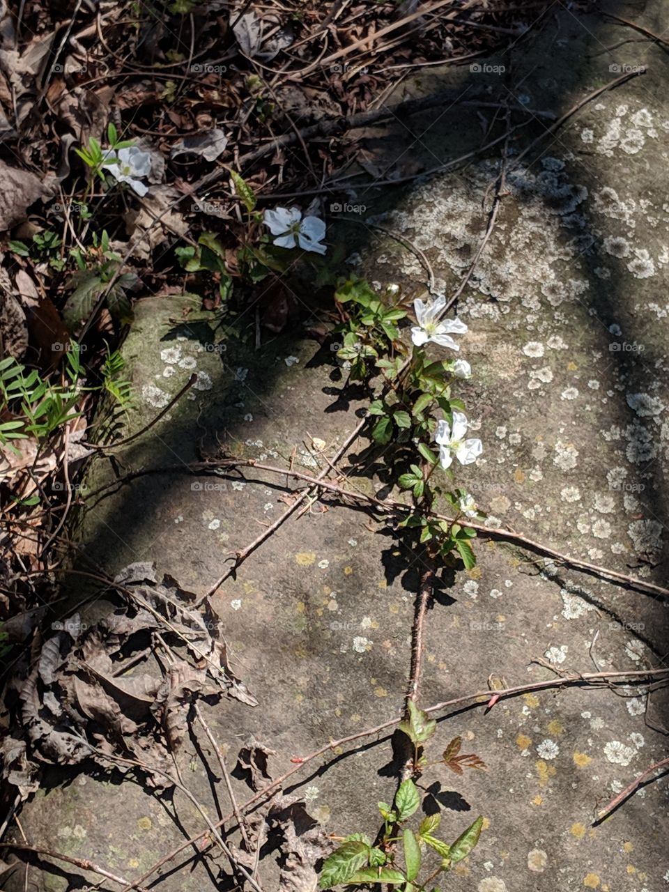 shadow flower