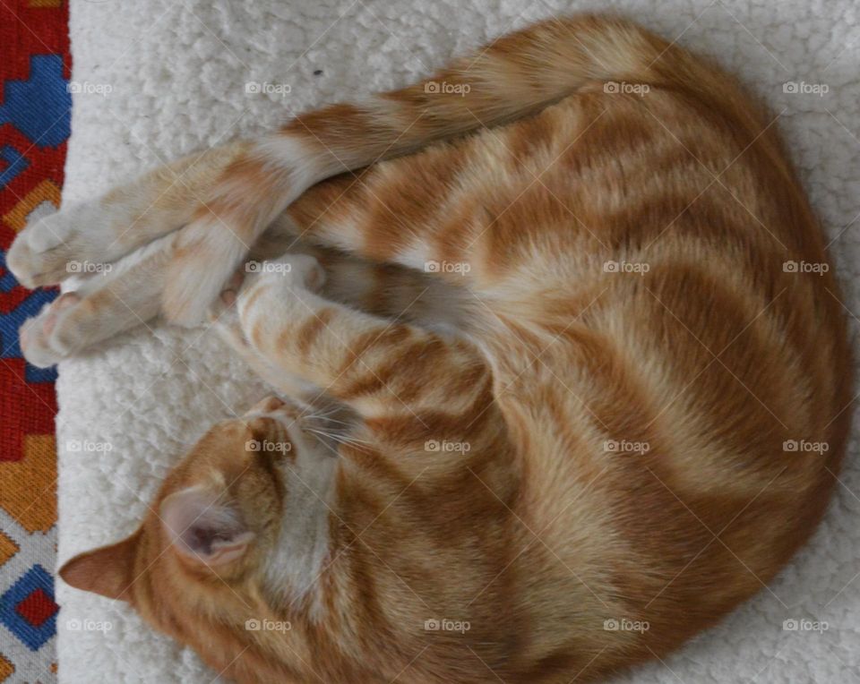 Beautiful cat sleeping on pillow