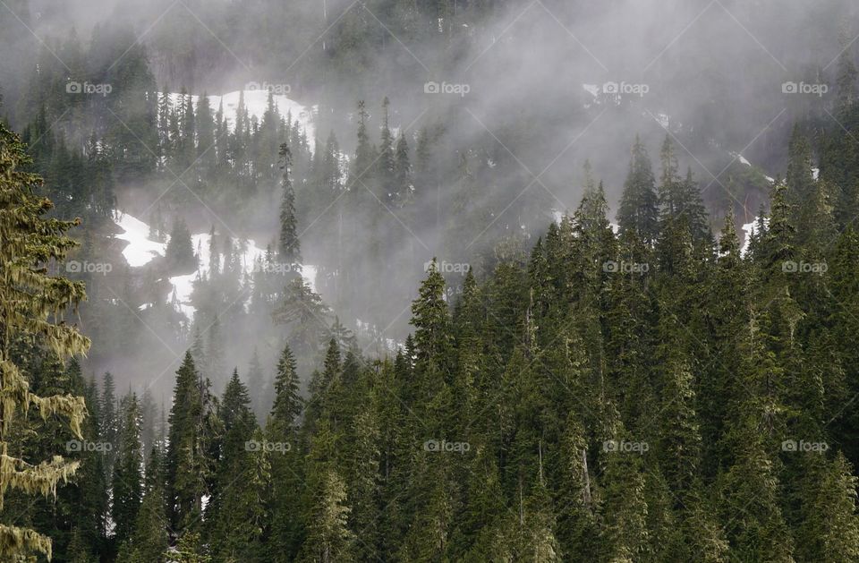 Forest and mountain in the winter