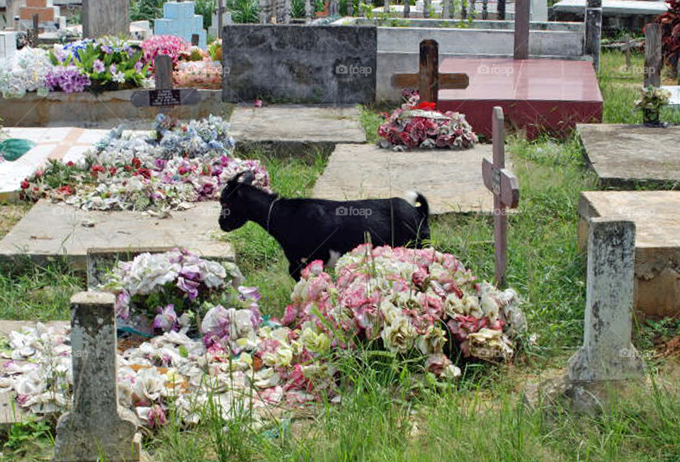 A goat wandering through the cemetery of the Baraka Mission in Libreville, Gabon. The Baraka Mission was founded in the 1840's by Presbyterian missionaries from Philadelphia, and was the original settlement which became Libreville, Gabon 