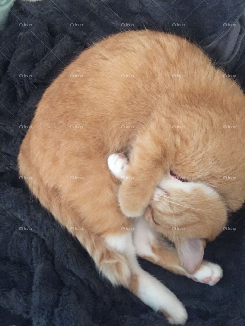 Cat, No Person, Mammal, Fur, Pet