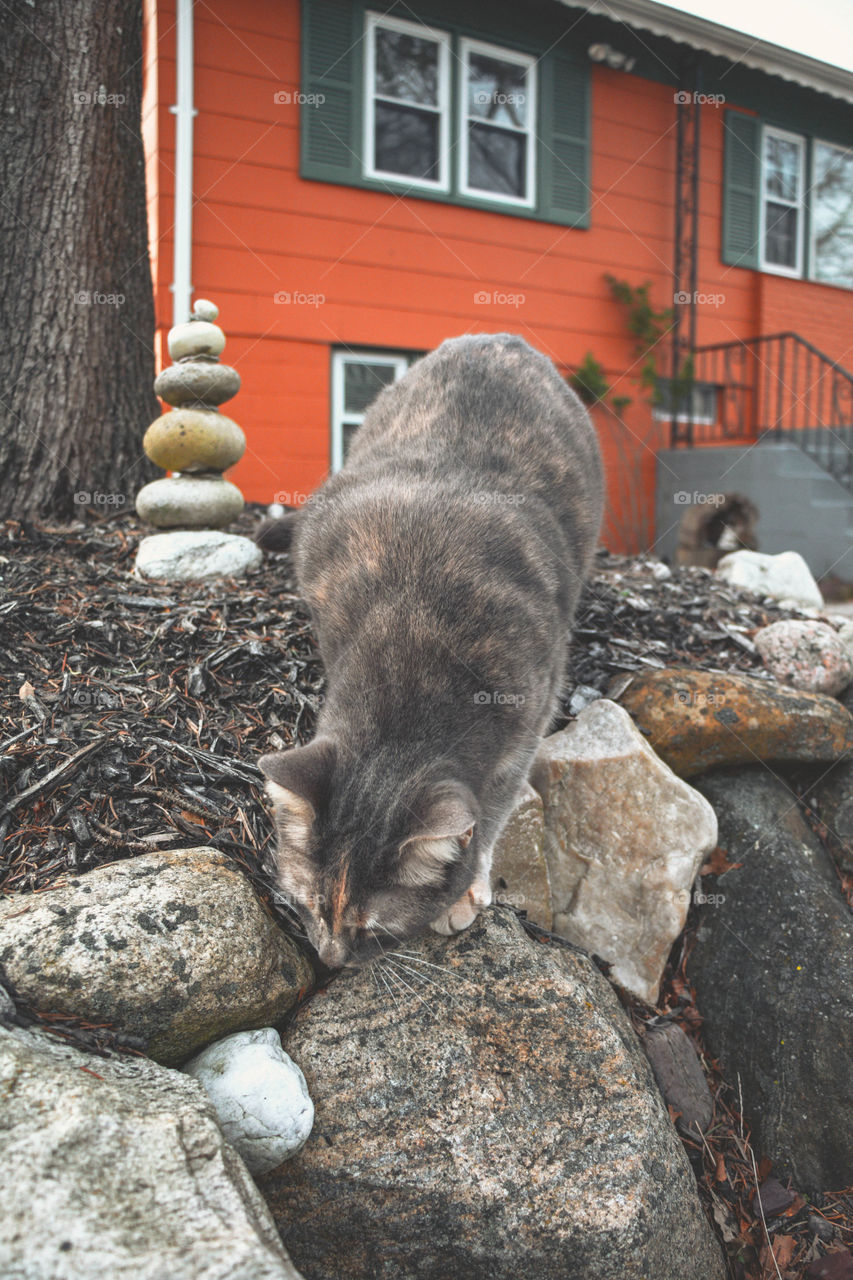 Cici Bella climbing down a stone pile as a bold orange home backs her up.