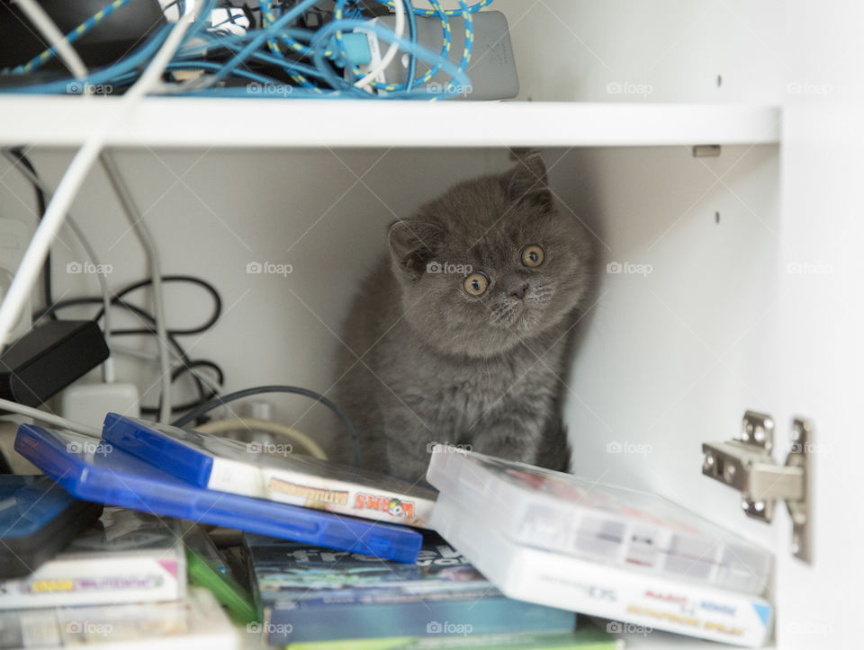 Cat in the closet