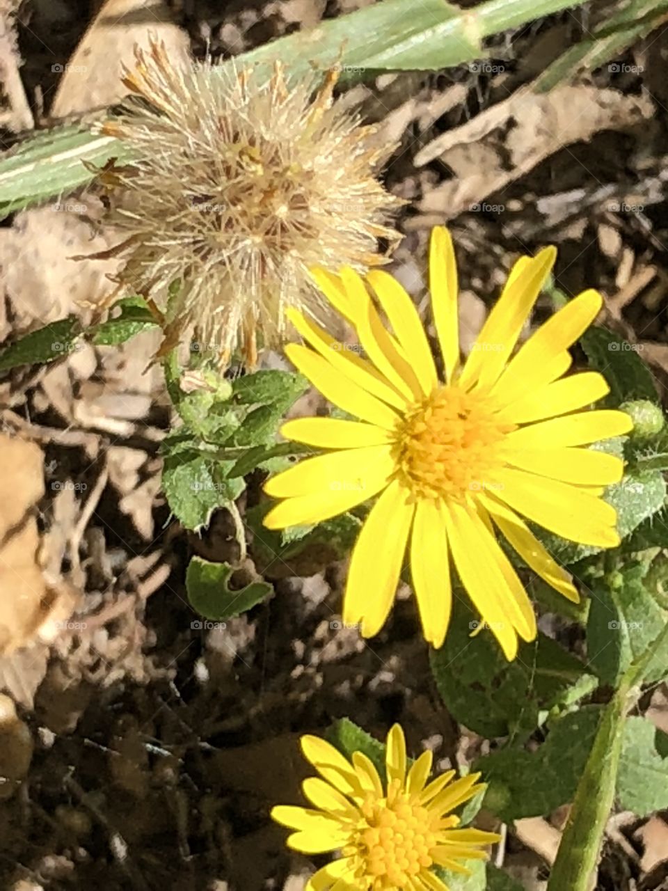 Old and new blooms show the changing of season