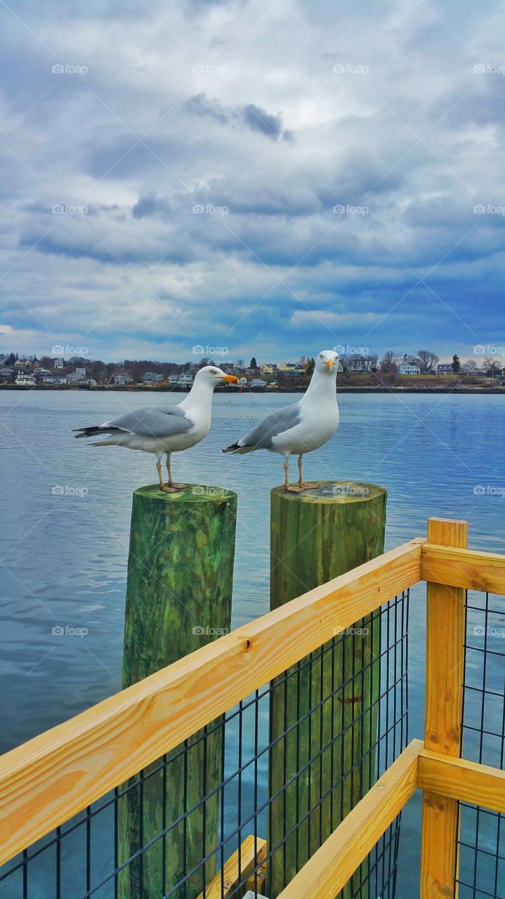 a couple of gulls. two seagulls sit waiting for some food