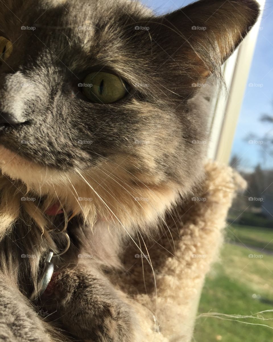 Cat, Eye, Animal, Cute, Portrait