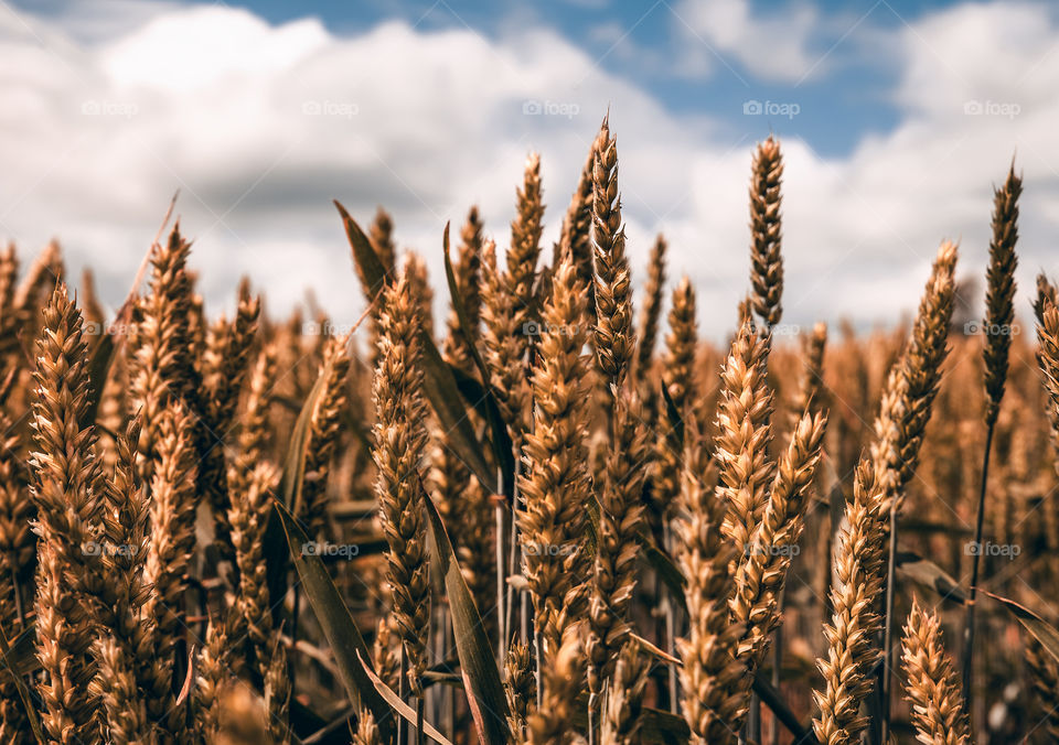 Wheat. Fields. Summer