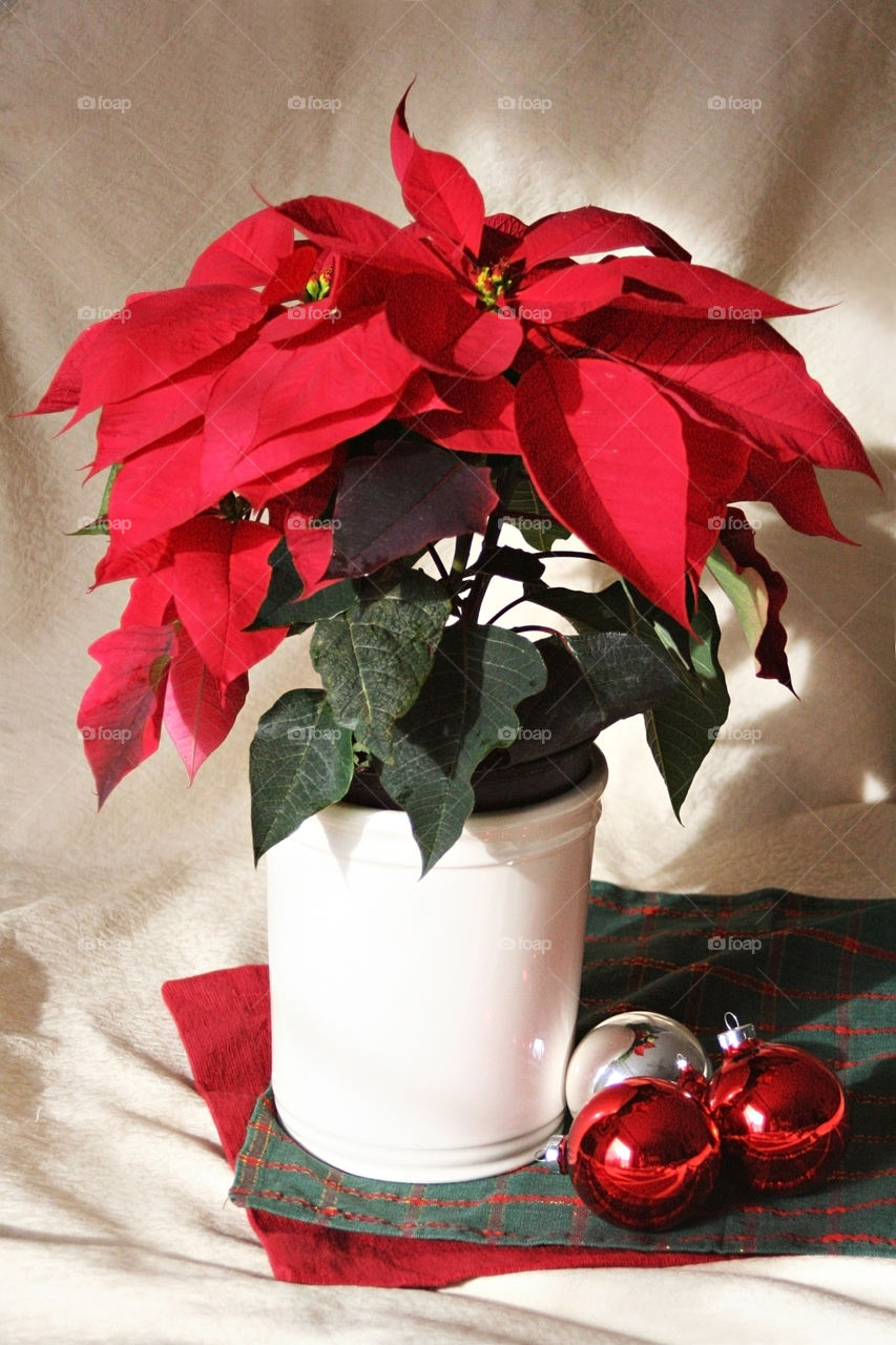 Christmas poinsettia and balls 