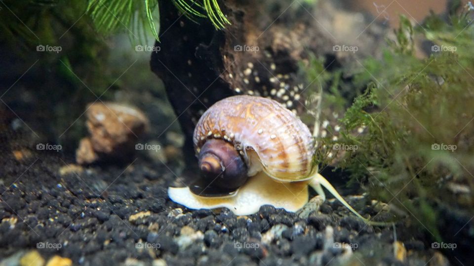 RIVER SNAIL