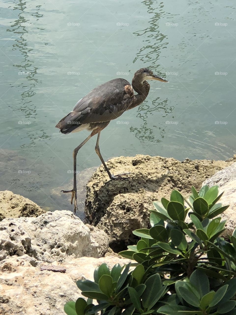 Blue gray heron walking the rocks