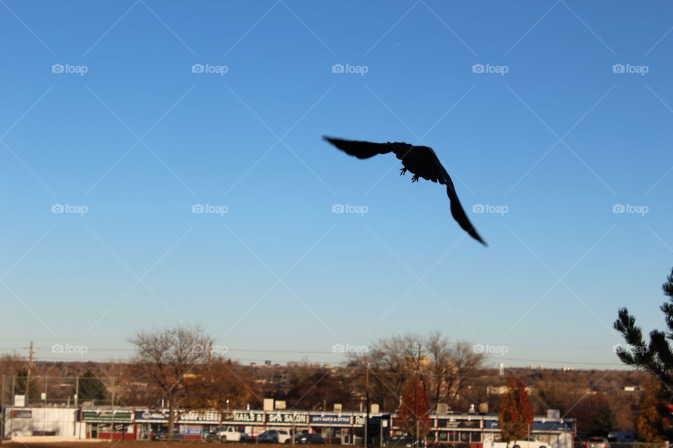 Crow taking flight
