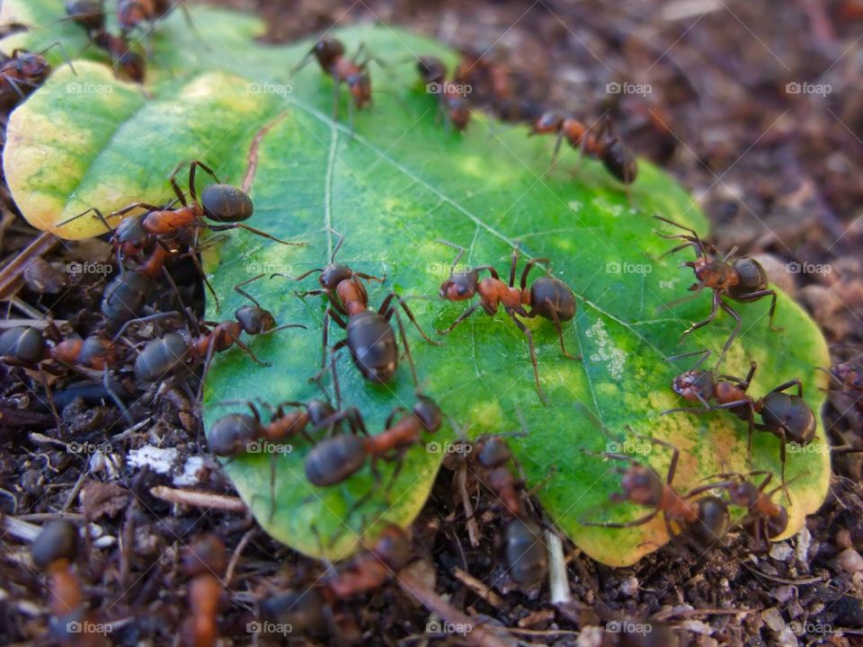 There is an ant hill close to my house.  The weather has been nice so the ants have been very busy and active. I noticed that many ants makes an interesting sound.