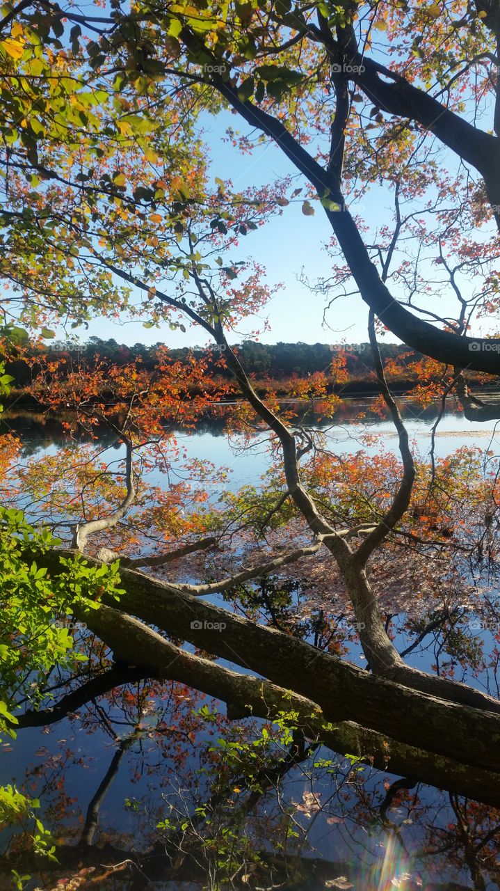 Tree, Leaf, Fall, Branch, Nature