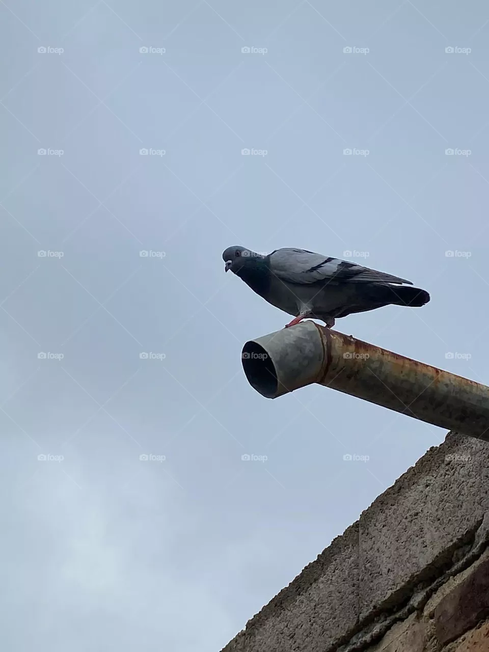 Birds, dove, picture of a bird, bird