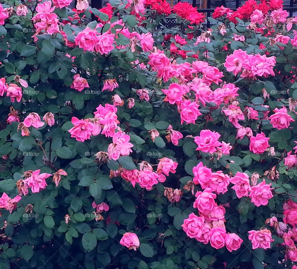 Pink rose bushes. Pink rose bushes
