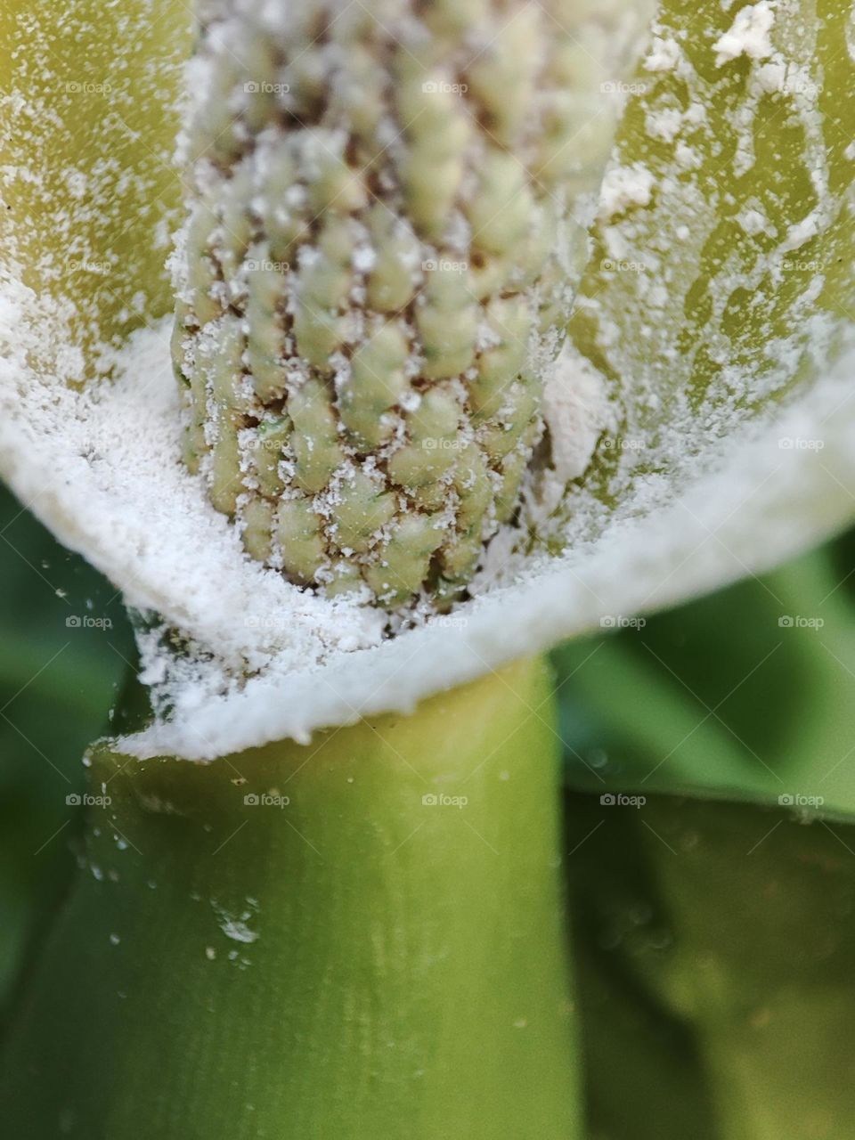 Elephant ear plant flower, seeds pod