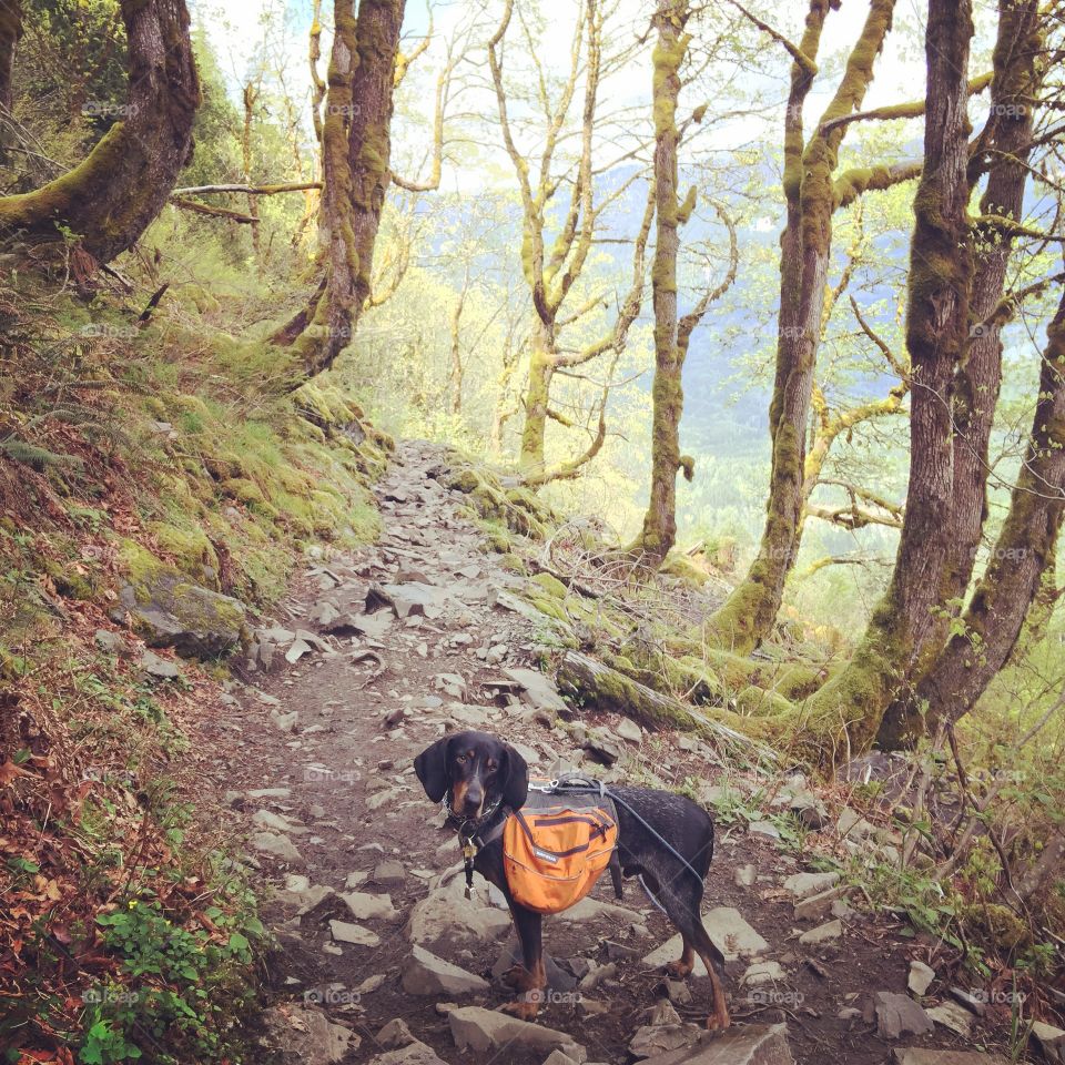 Hiking with dogs. Best buddy
