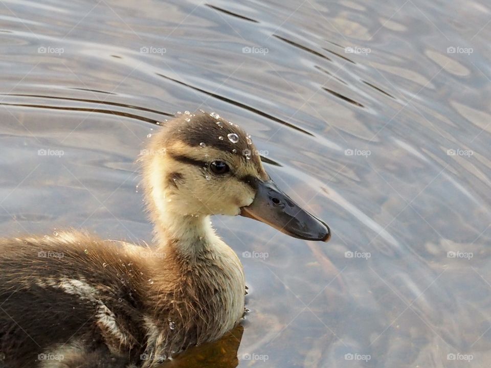 Duckling