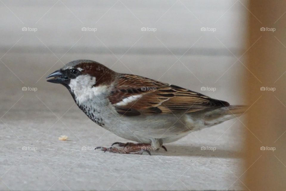 Sparrow 4